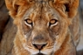 Junger Kalahari-Löwe im Kafue-Nationalpark, Zambia; young lion in Zambia